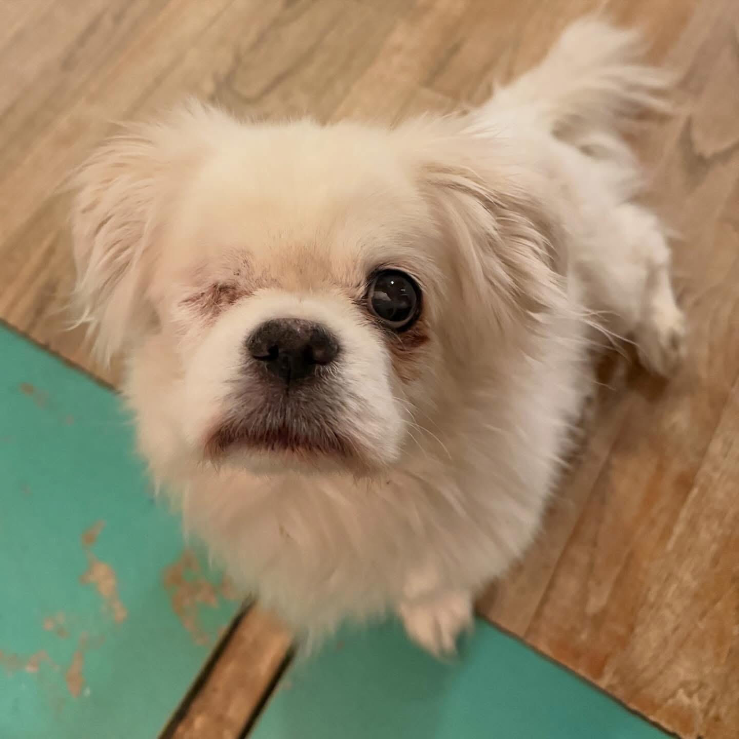 Enlarge Fozzie, a ADOPTABLE Pekingese in Foster, RI image 1/6