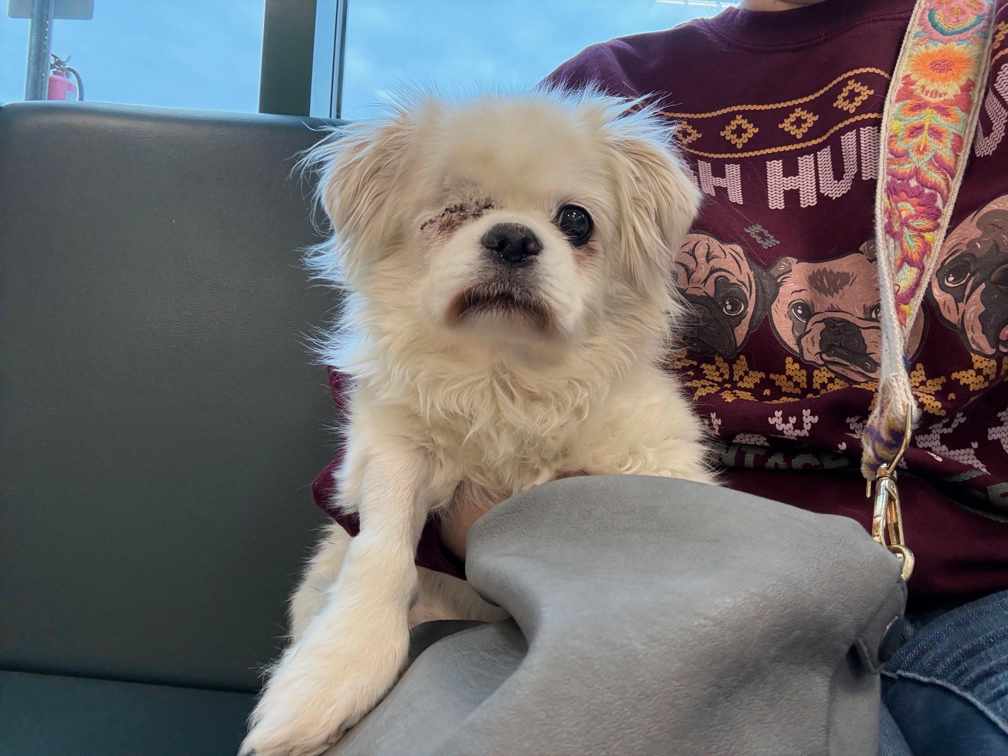 Enlarge Fozzie, a ADOPTABLE Pekingese in Foster, RI image 4/6