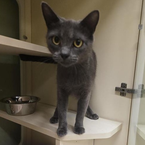 Enlarge Aerie, a Adoptable Domestic Short Hair in Prince Frederick, MD image 2/3
