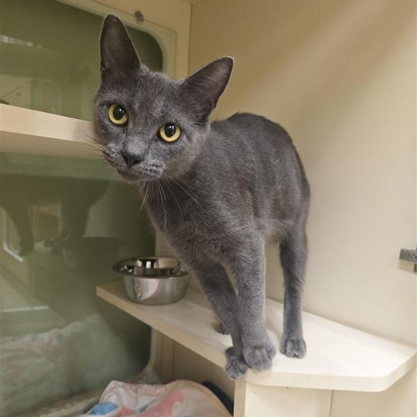 Enlarge Aerie, a Adoptable Domestic Short Hair in Prince Frederick, MD image 1/3