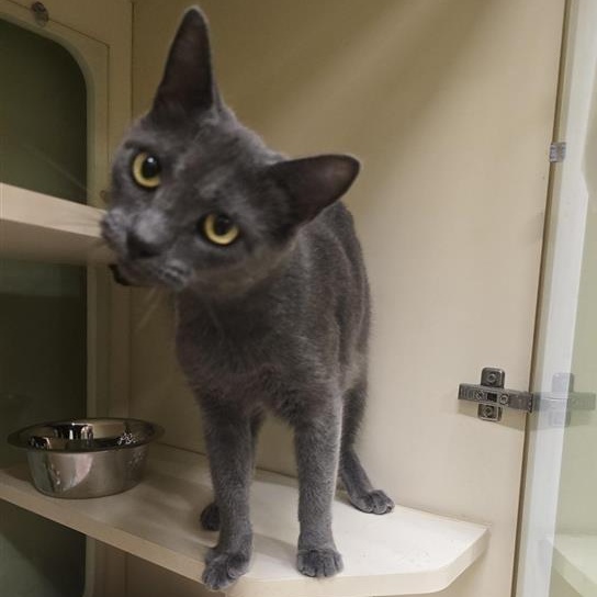 Enlarge Aerie, a Adoptable Domestic Short Hair in Prince Frederick, MD image 3/3