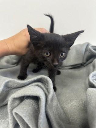 Enlarge Apple Cider, a Adoptable Domestic Short Hair in Lawrenceville, GA image 1/1