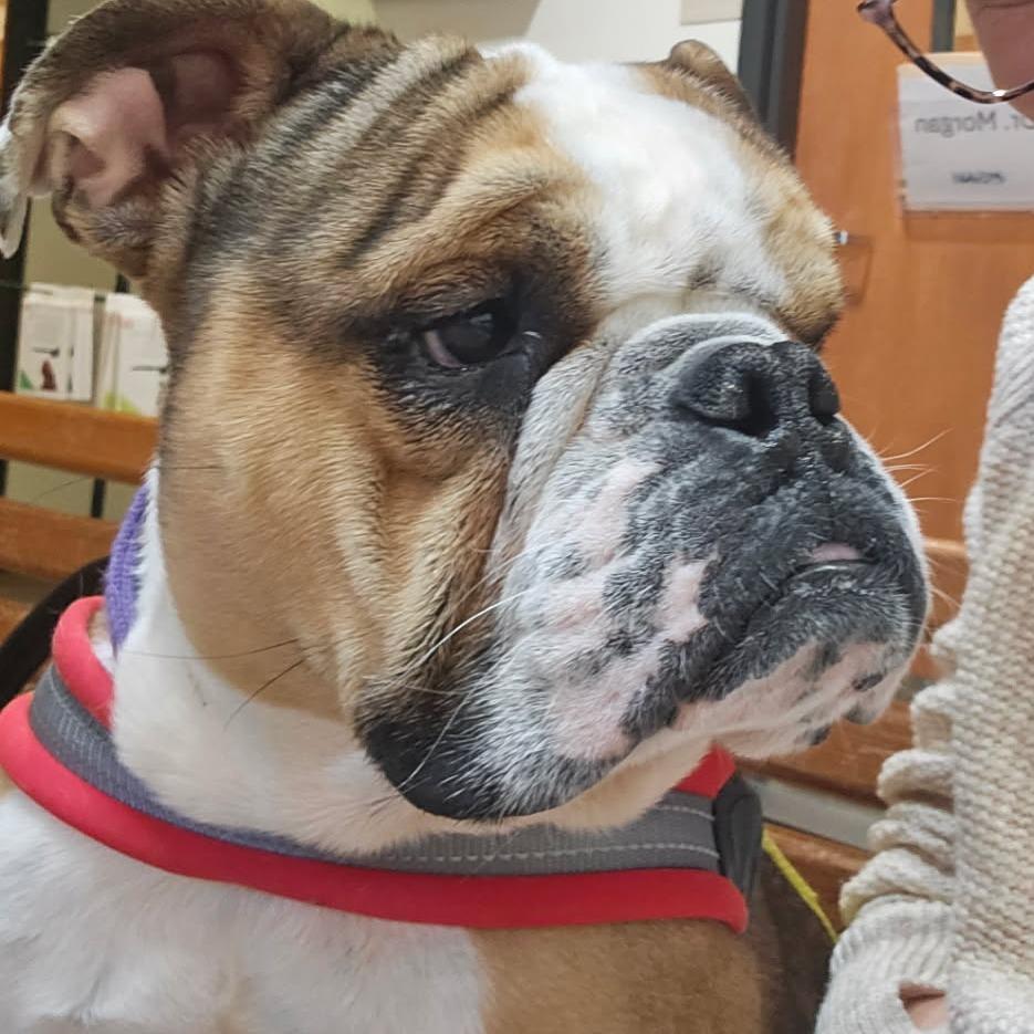 King K. Rool (Benefactor Dog)