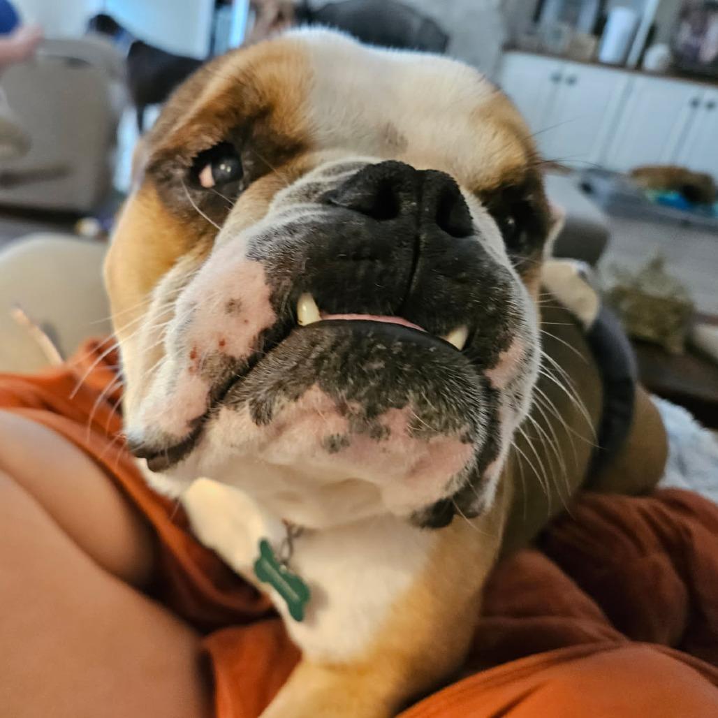 King K. Rool (Benefactor Dog) — thumbnail 2