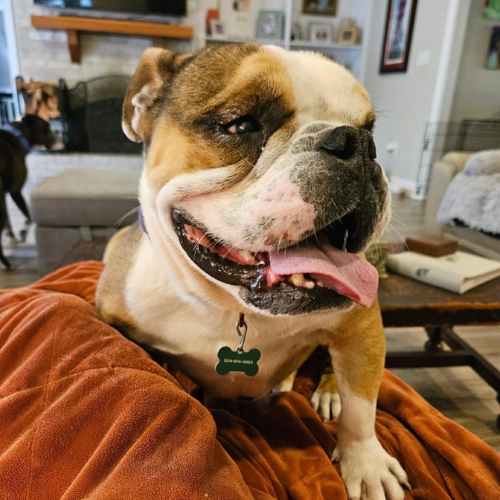 King K. Rool (Benefactor Dog) — thumbnail 3