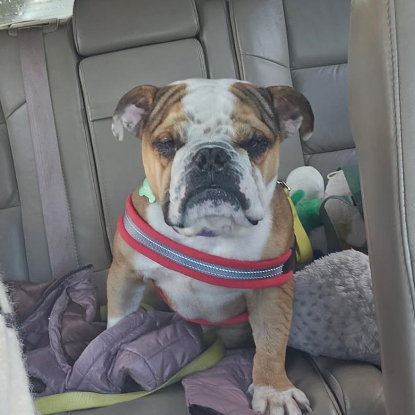 King K. Rool (Benefactor Dog) — thumbnail 4