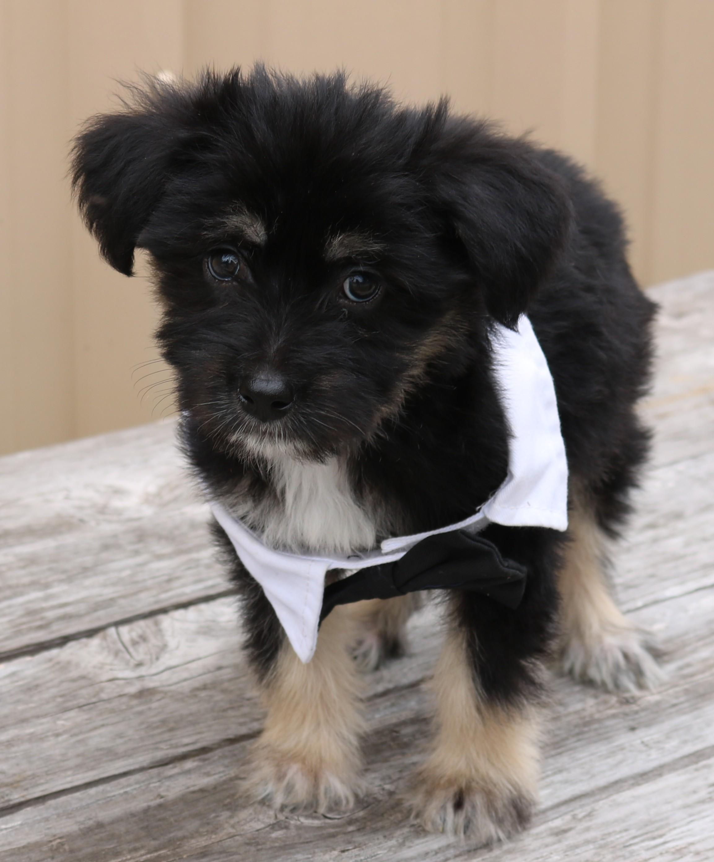 Enlarge Teddy, an adopted mixed breed in Bandera, TX image 5/5