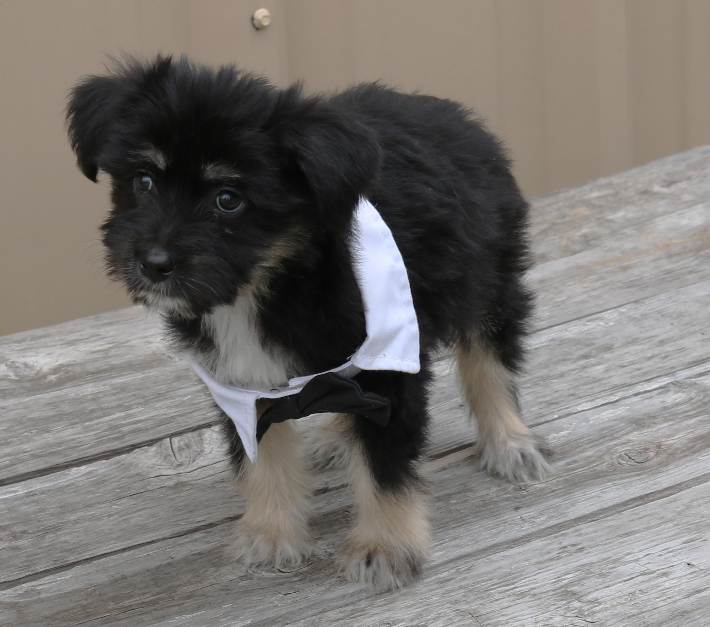 Enlarge Teddy, an adopted mixed breed in Bandera, TX image 4/5