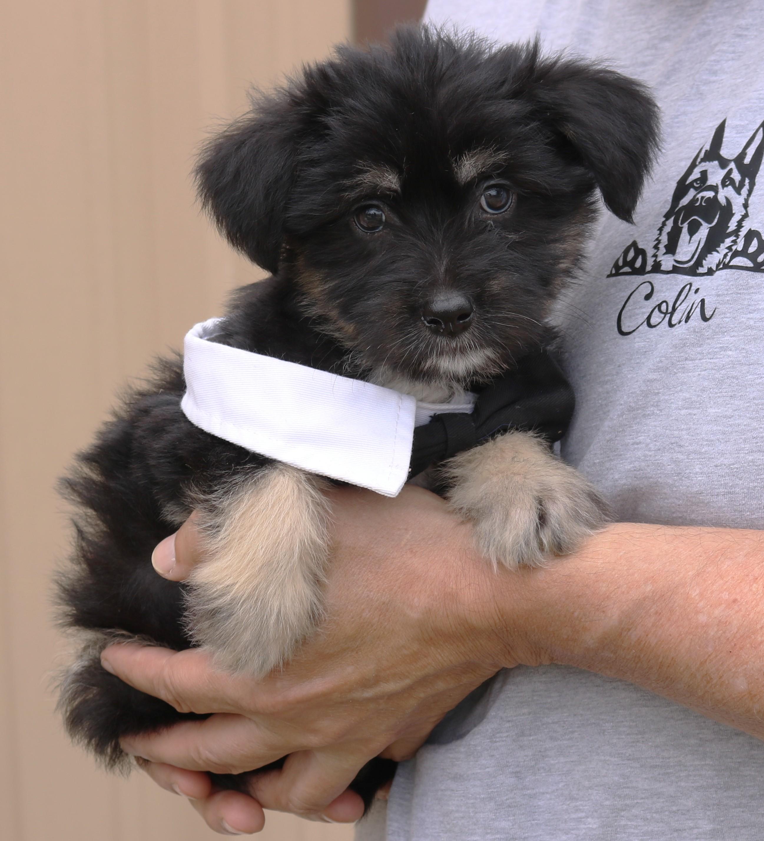 Teddy, adopted, Puppy Male Miniature Schnauzer & Chihuahua.