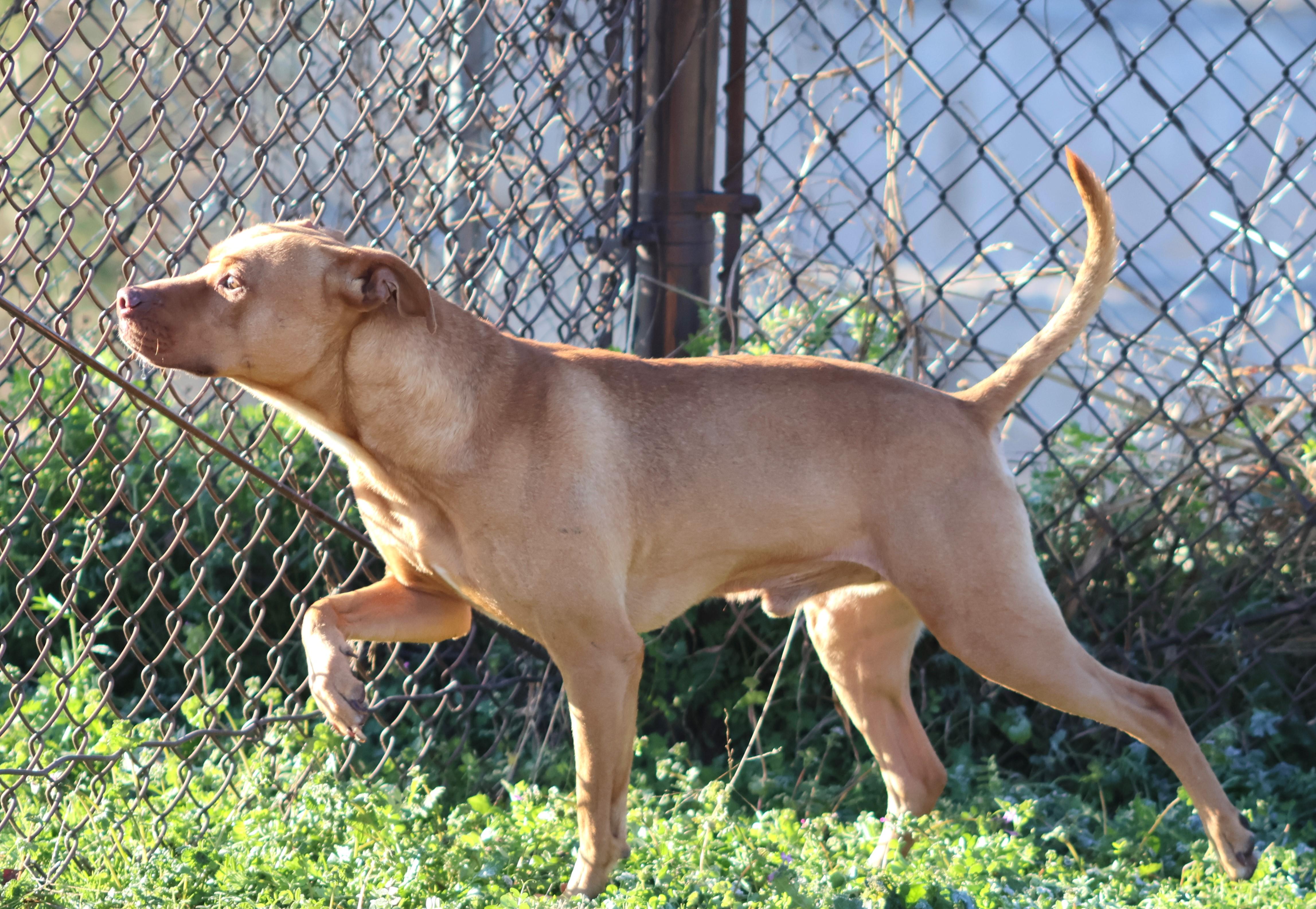 Enlarge KODA, a Adoptable mixed breed in Appling, GA image 1/1