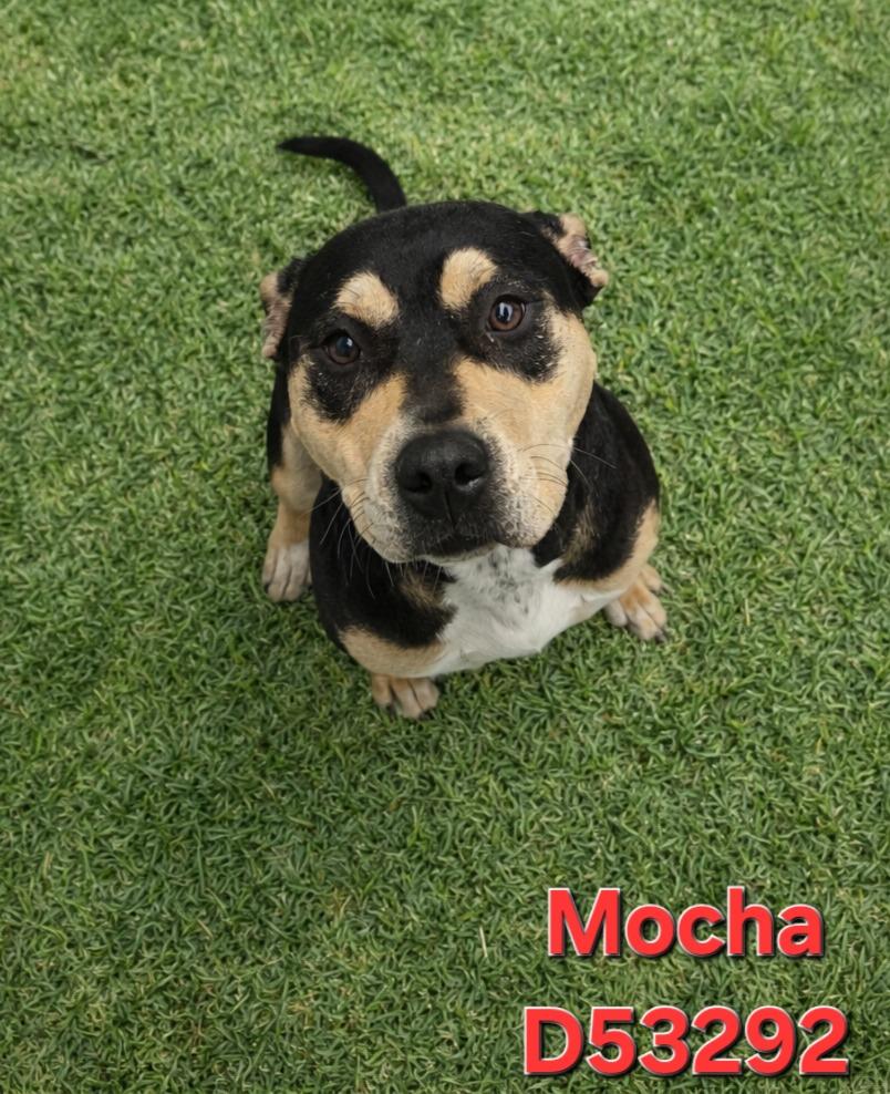 Mocha, a Adoptable Pit Bull Terrier in Clarksville, TN image 1/2