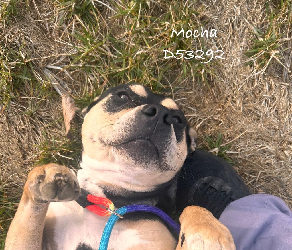 Mocha, a Adoptable Pit Bull Terrier in Clarksville, TN image 2/2