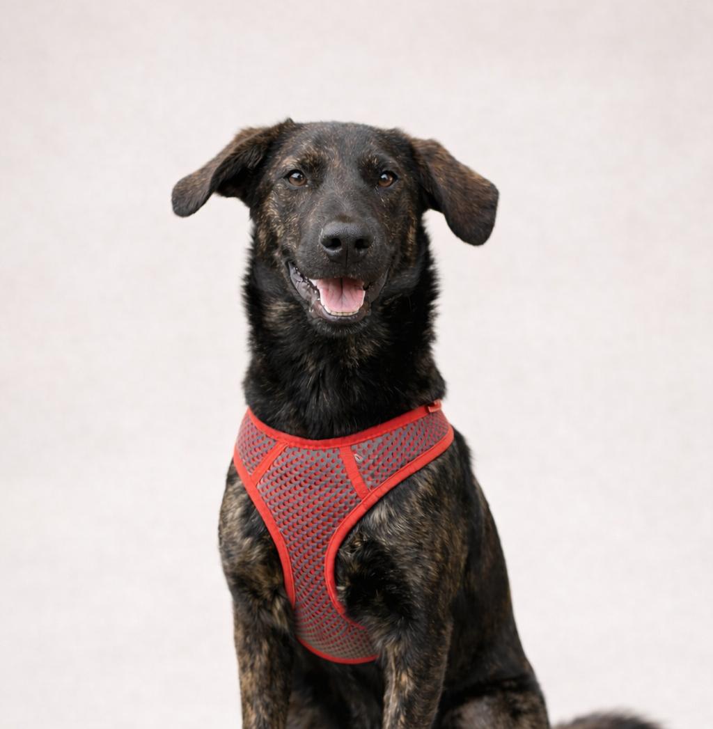 Dusty — thumbnail 4