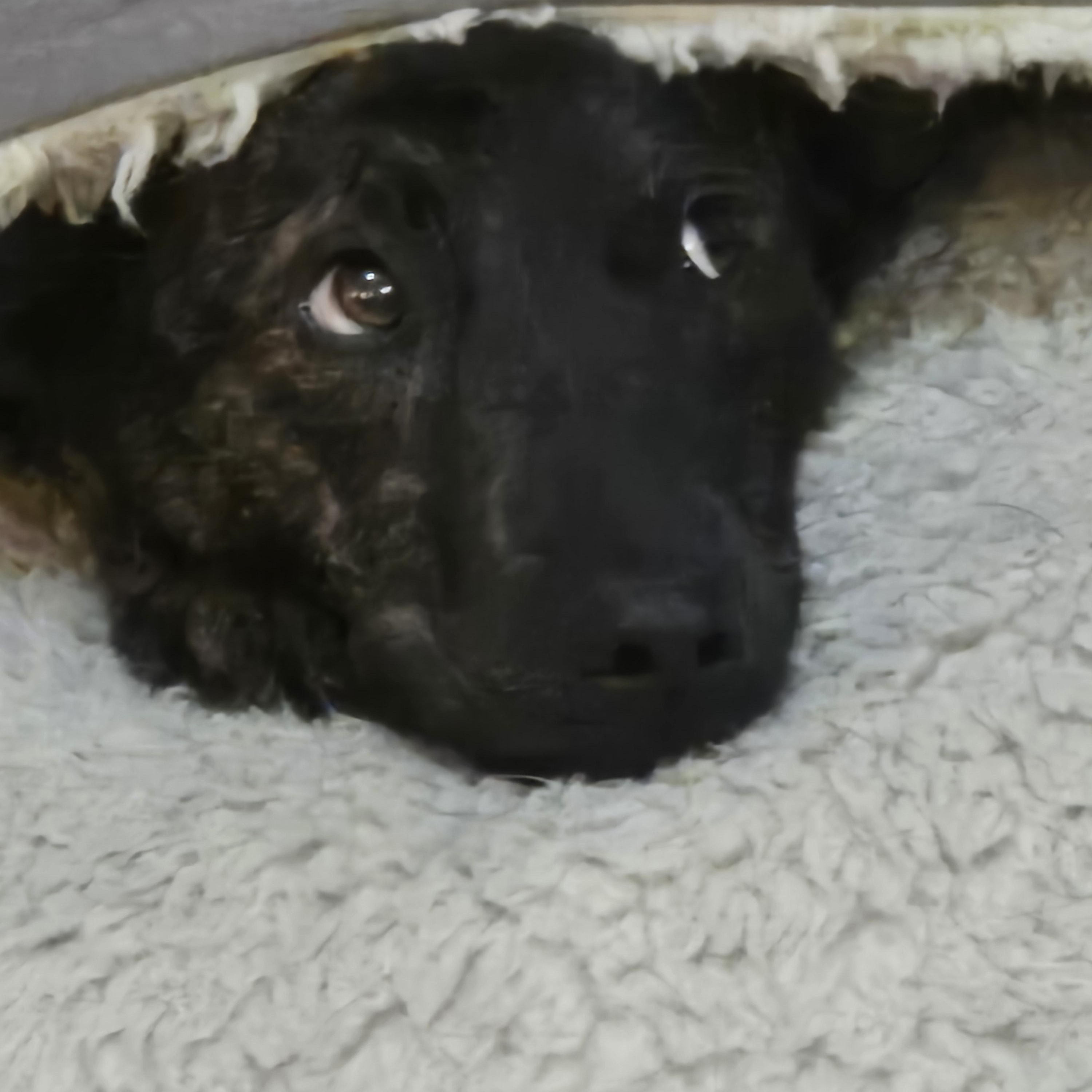 Dusty — thumbnail 5