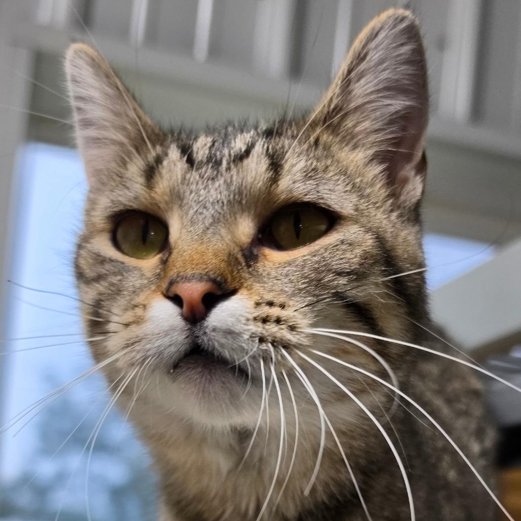 Enlarge Linguine, a Adoptable Domestic Short Hair in Grinnell, IA image 1/4