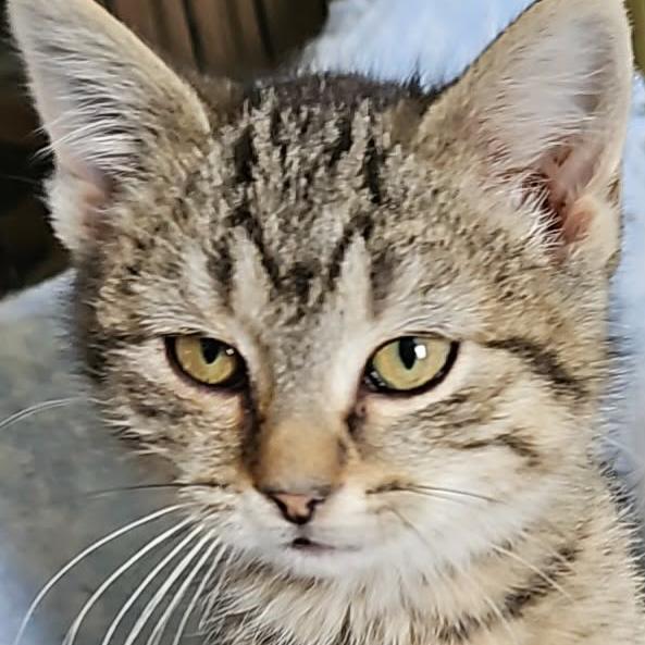 Linguine, Adoptable, Young Female Domestic Short Hair.