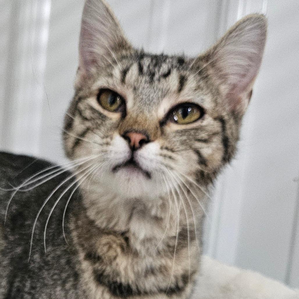 Enlarge Linguine, a Adoptable Domestic Short Hair in Grinnell, IA image 2/3