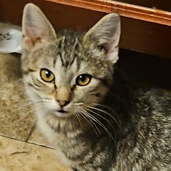 Enlarge Linguine, a Adoptable Domestic Short Hair in Grinnell, IA image 3/3