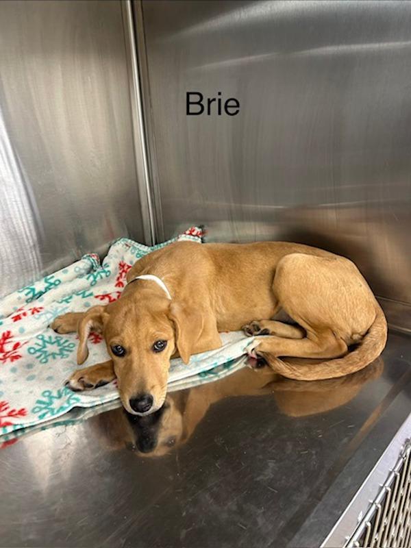 Brie, Adoptable, Puppy Female Hound.