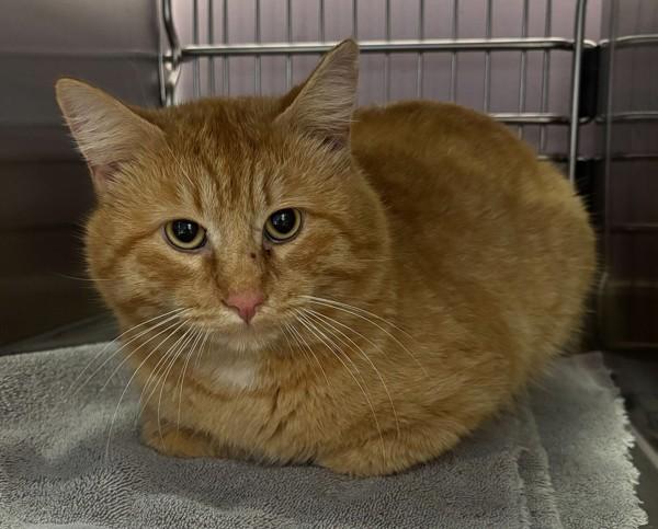 Enlarge Orc Weaver - Barn Cat, a Adoptable mixed breed in Vancouver, WA image 1/1