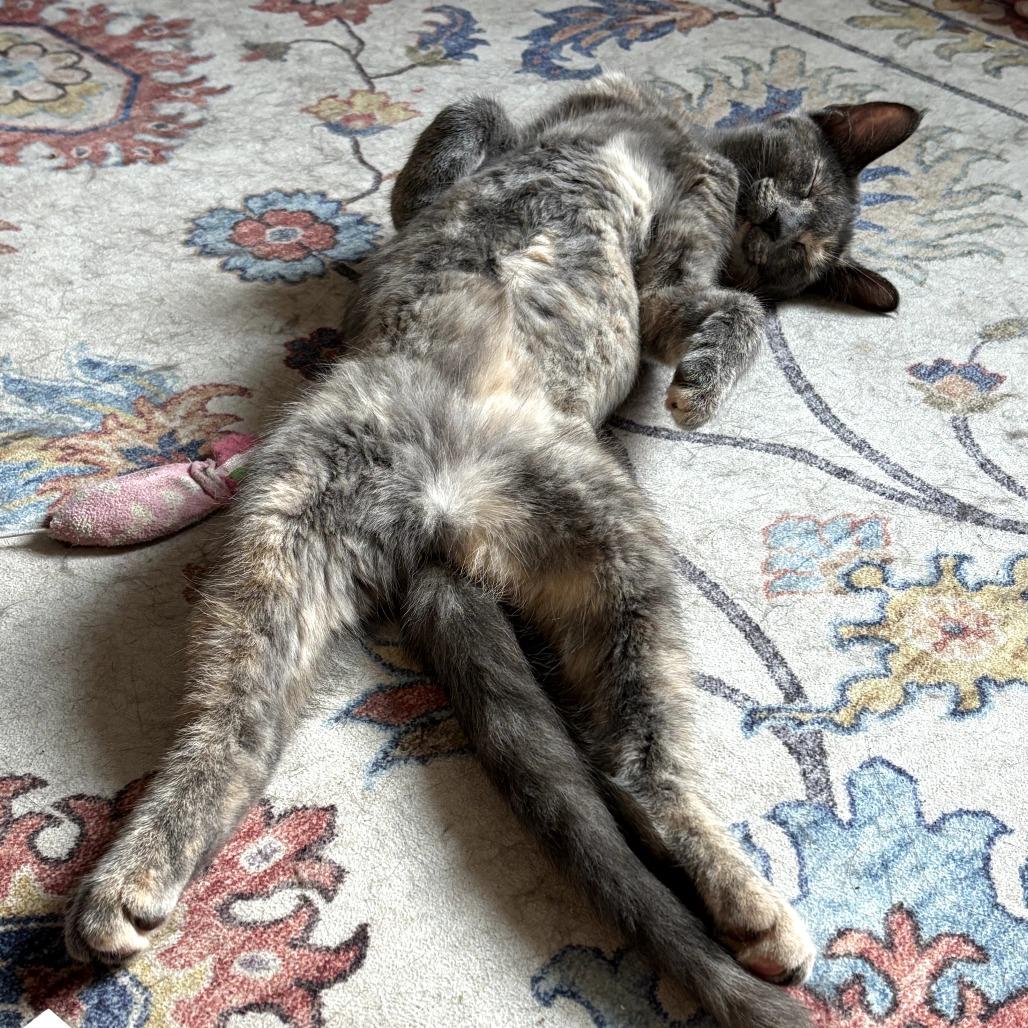 Enlarge Mookie, a Adoptable Domestic Short Hair in PITTSBURGH, PA image 1/6