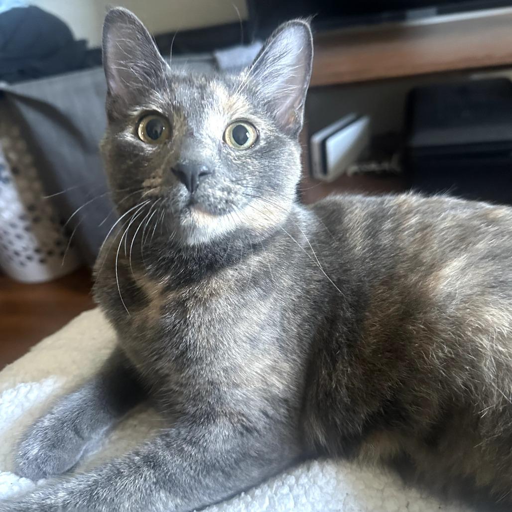 Enlarge Mookie, a Adoptable Domestic Short Hair in PITTSBURGH, PA image 2/6