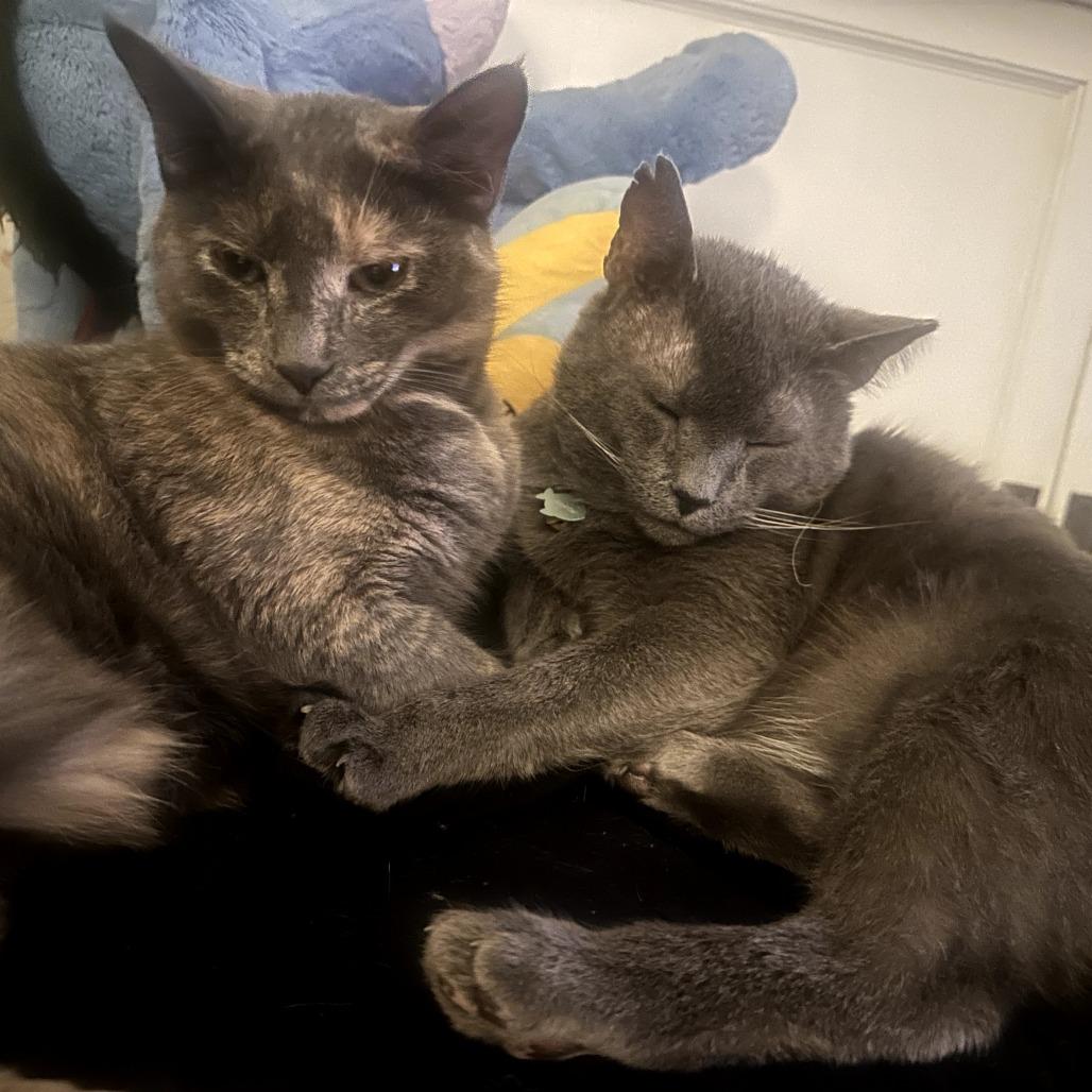 Enlarge Mookie, a Adoptable Domestic Short Hair in PITTSBURGH, PA image 3/6