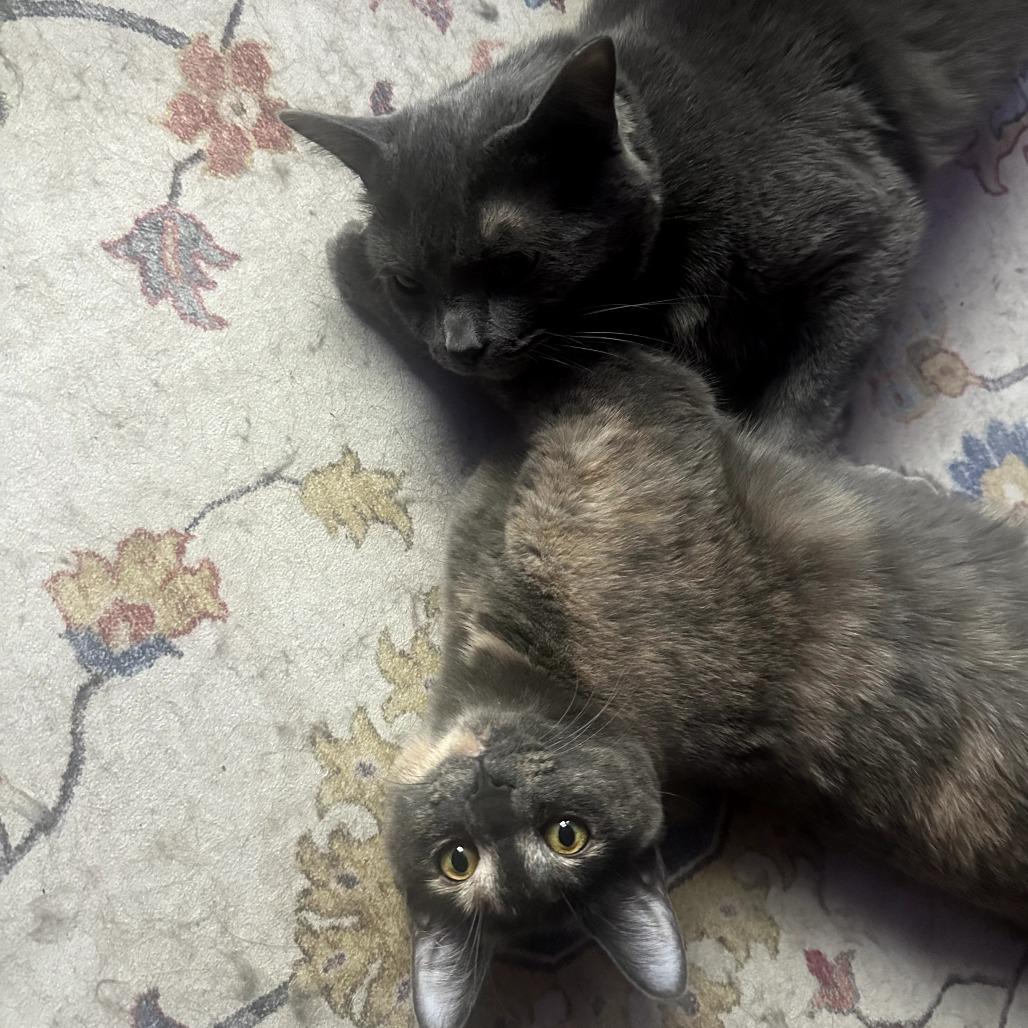 Enlarge Mookie, a Adoptable Domestic Short Hair in PITTSBURGH, PA image 4/6