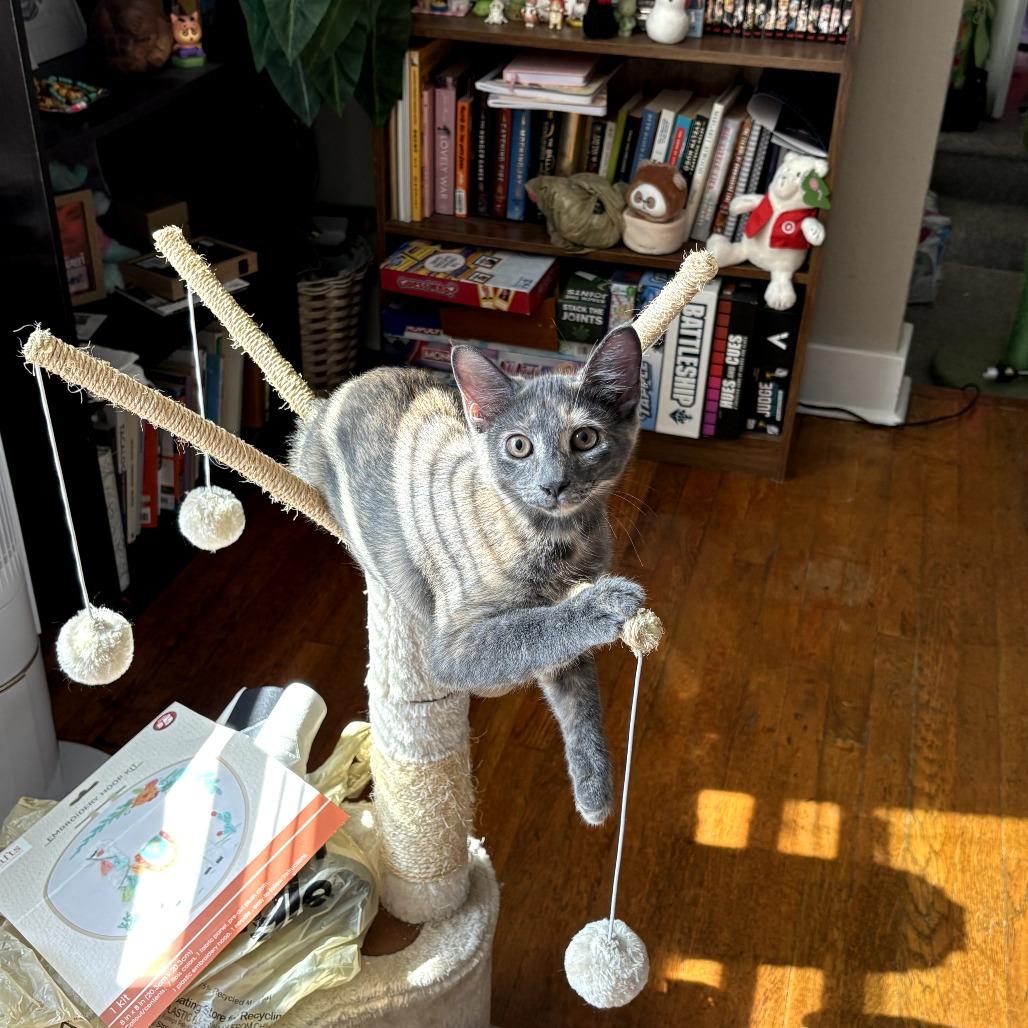 Enlarge Mookie, a Adoptable Domestic Short Hair in PITTSBURGH, PA image 5/6