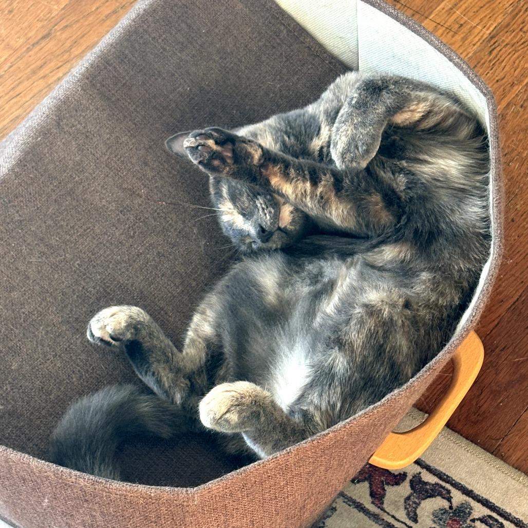 Enlarge Mookie, a Adoptable Domestic Short Hair in PITTSBURGH, PA image 6/6