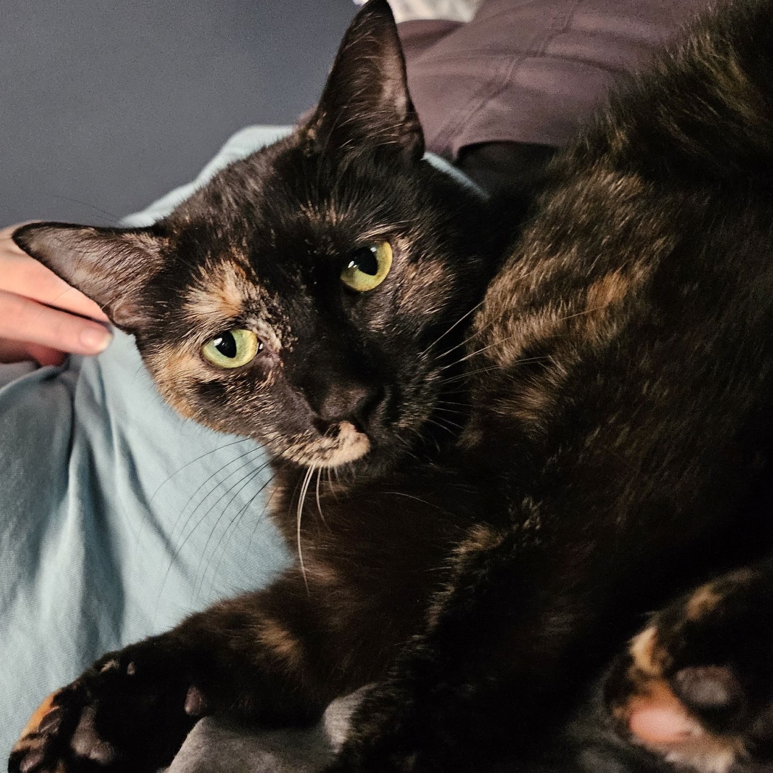 Binx, Adoptable, Adult Female Domestic Short Hair.