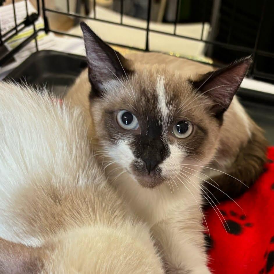 Enlarge Baxter, an adopted mixed breed in Omaha, NE image 2/4