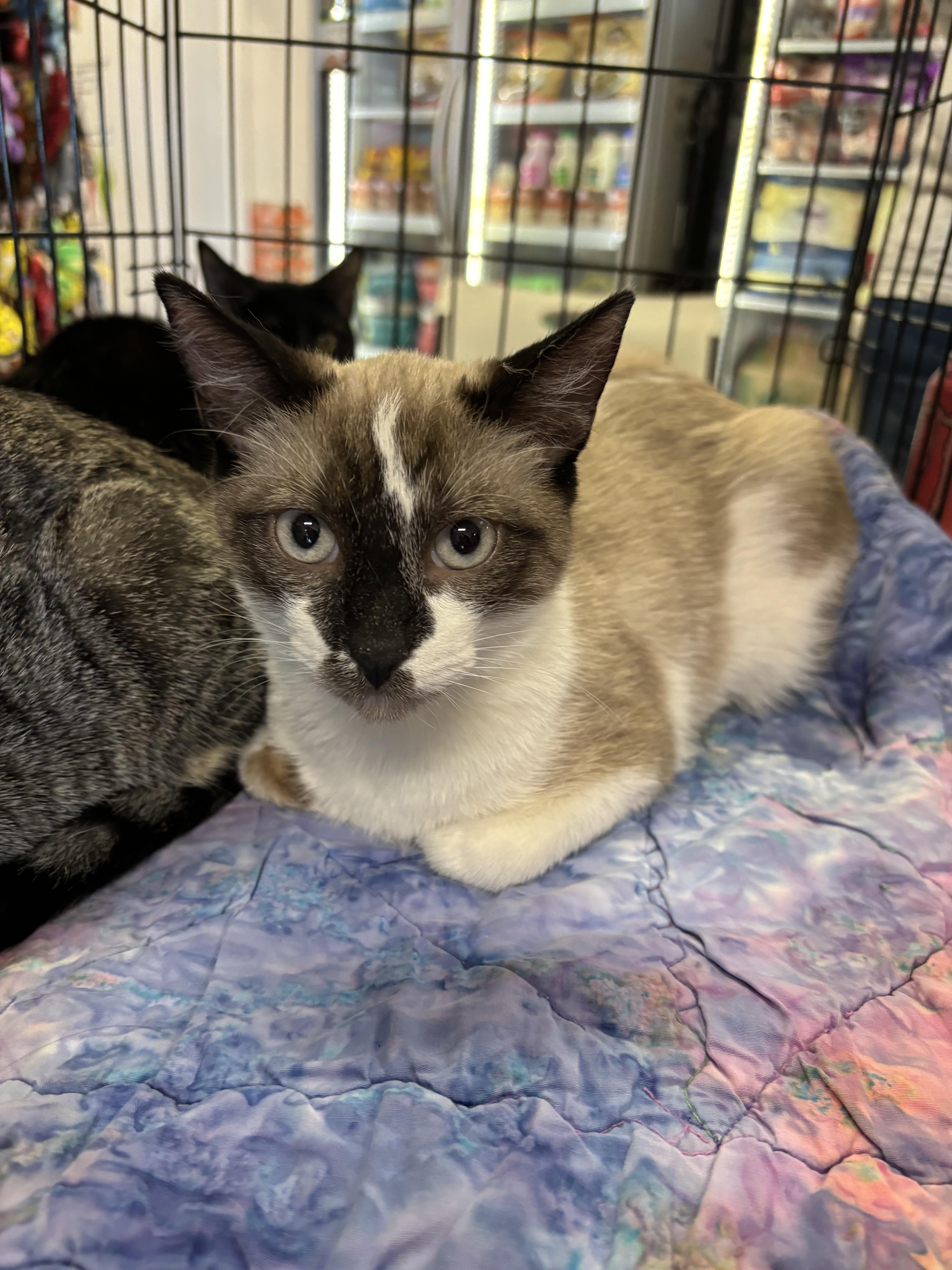 Enlarge Baxter, an adopted mixed breed in Omaha, NE image 3/4