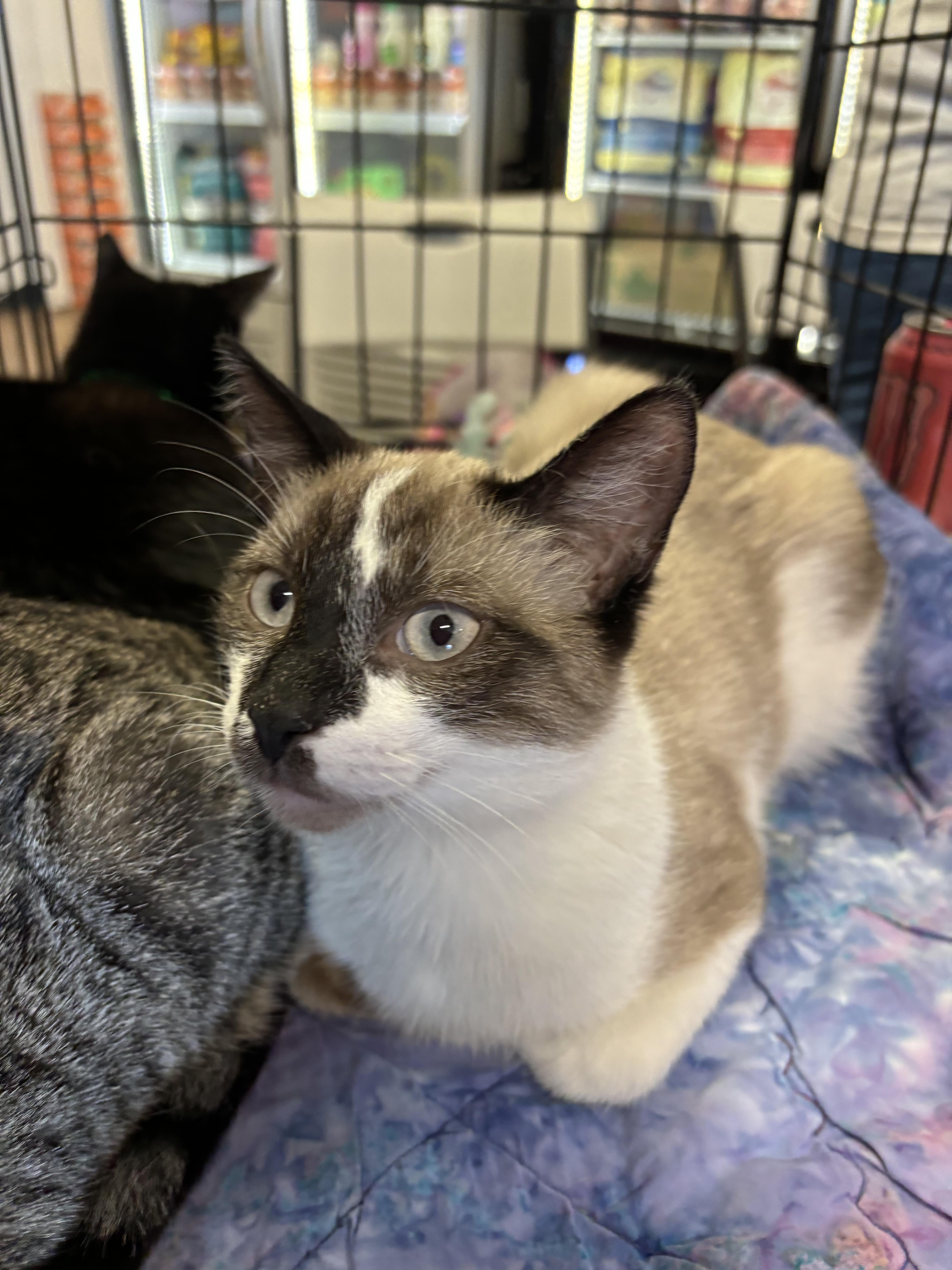 Enlarge Baxter, an adopted mixed breed in Omaha, NE image 4/4