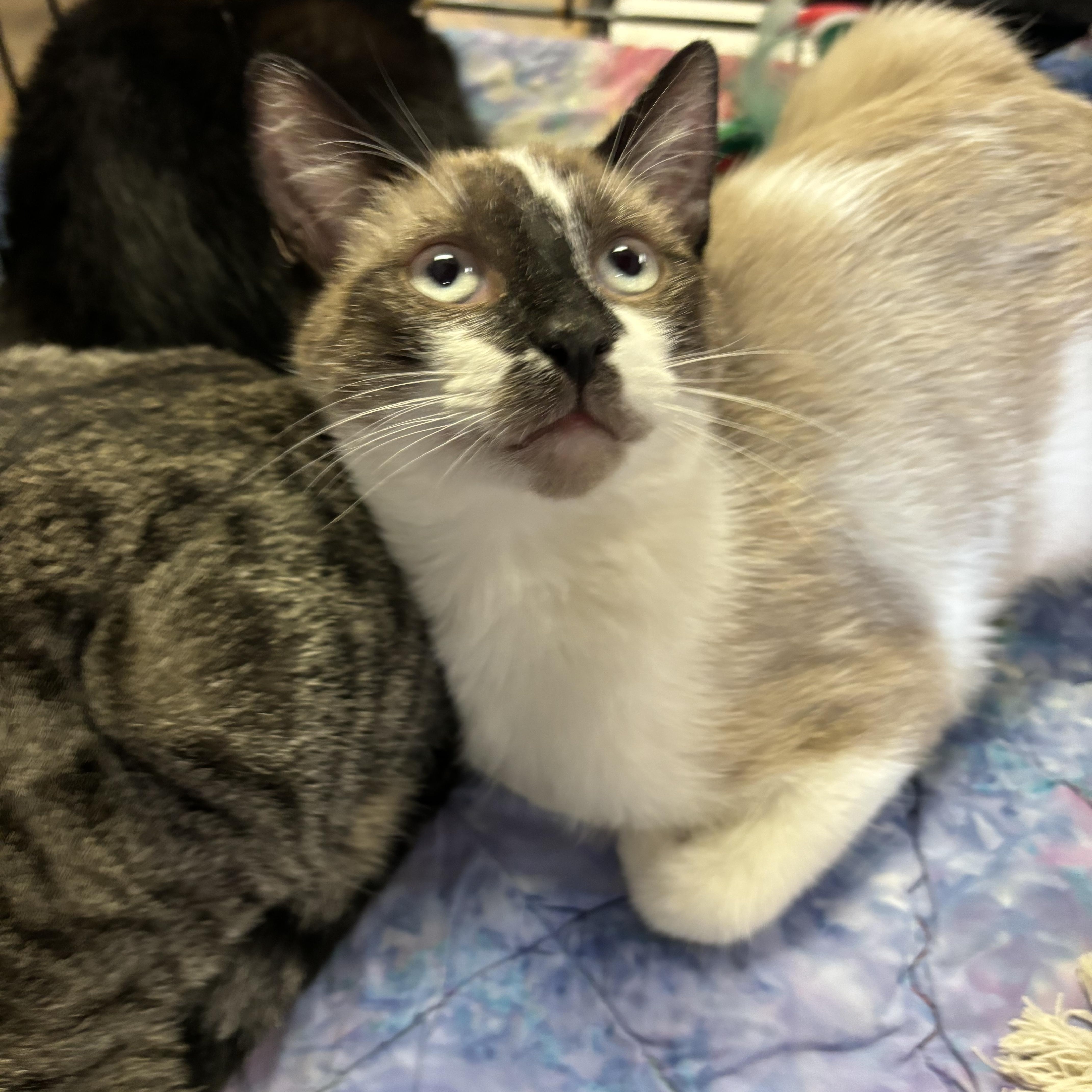 Enlarge Baxter, an adopted mixed breed in Omaha, NE image 1/4