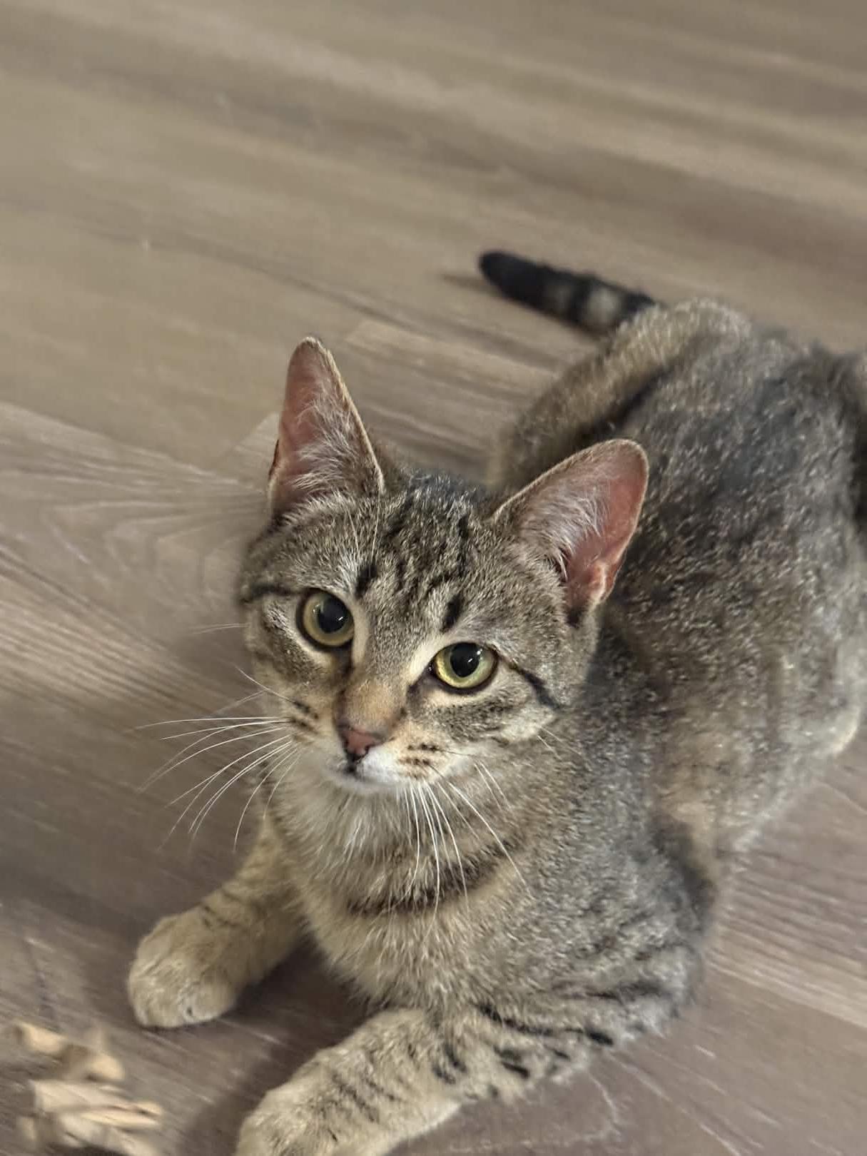 Enlarge Chai, a ADOPTABLE Domestic Short Hair in Weehawken, NJ image 4/6