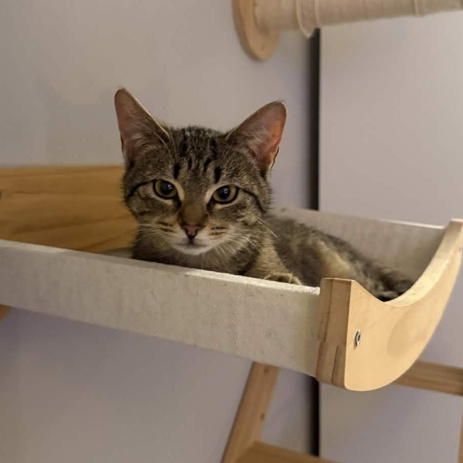 Enlarge Chai, a ADOPTABLE Domestic Short Hair in Weehawken, NJ image 1/6