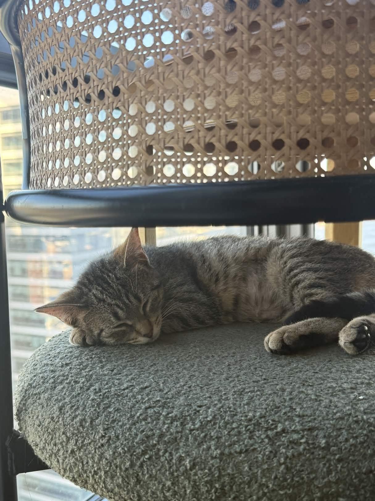 Enlarge Chai, a ADOPTABLE Domestic Short Hair in Weehawken, NJ image 2/6