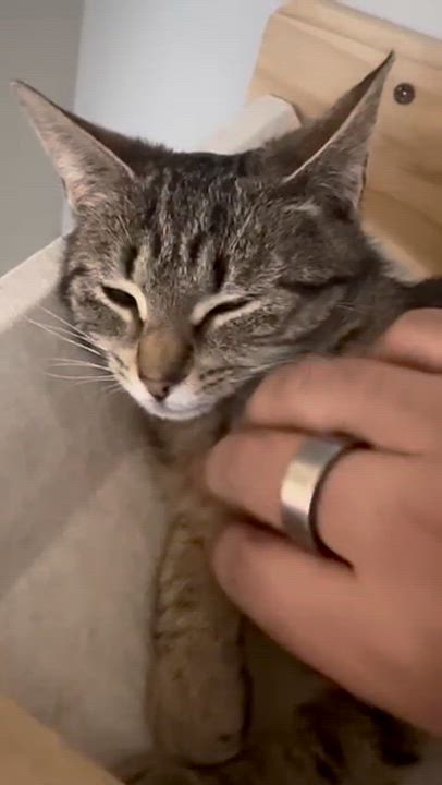 Enlarge Chai, a ADOPTABLE Domestic Short Hair in Weehawken, NJ video 6/6