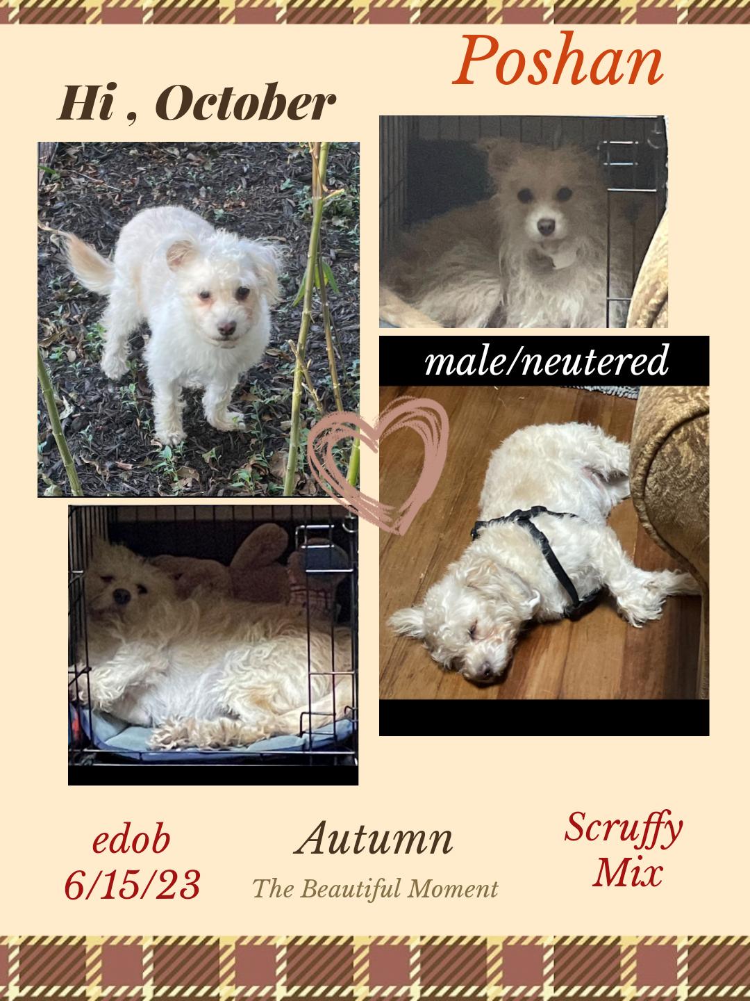 Poshan SL13940-Thw, Adoptable, Adult Male West Highland White Terrier / Westie & Poodle.