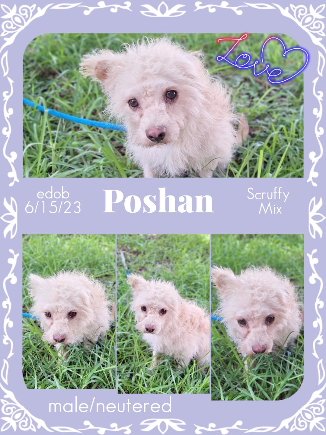 Enlarge Poshan SL13940-Thw, a Adoptable mixed breed in Salem, OR image 2/6