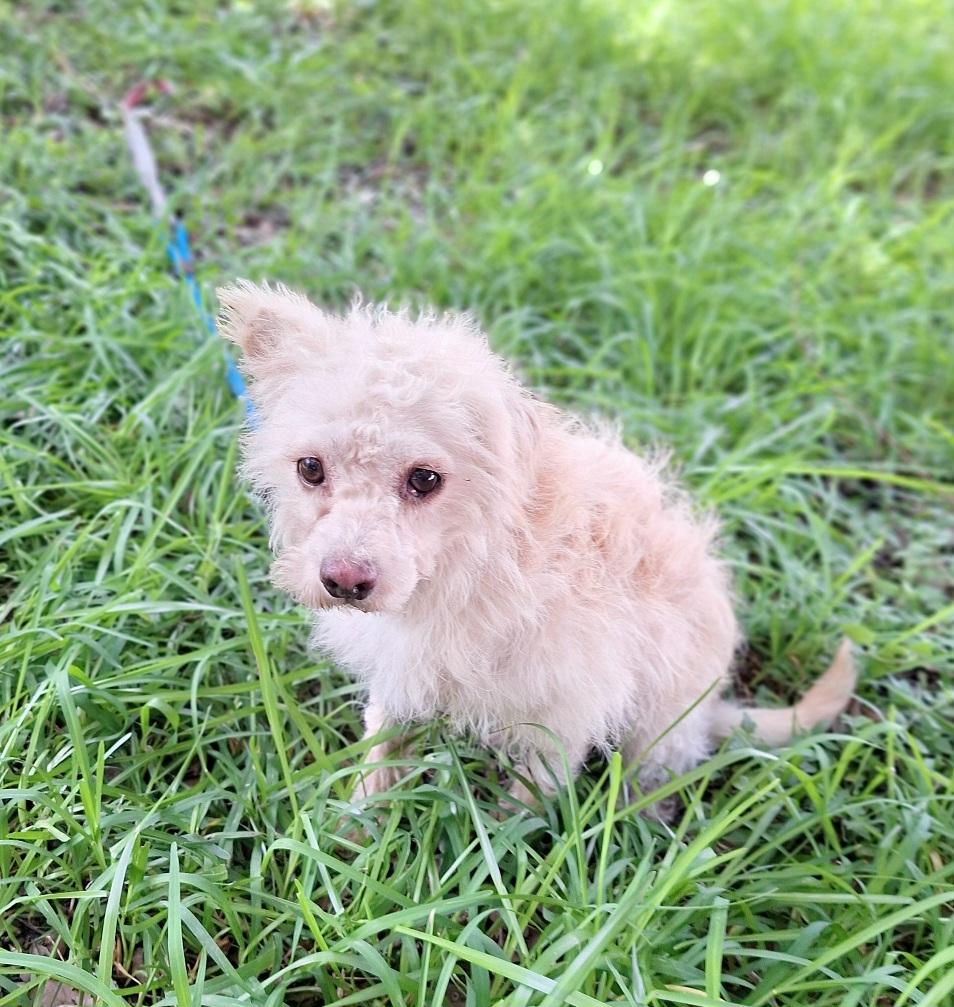 Enlarge Poshan SL13940-Thw, a Adoptable mixed breed in Salem, OR image 4/6