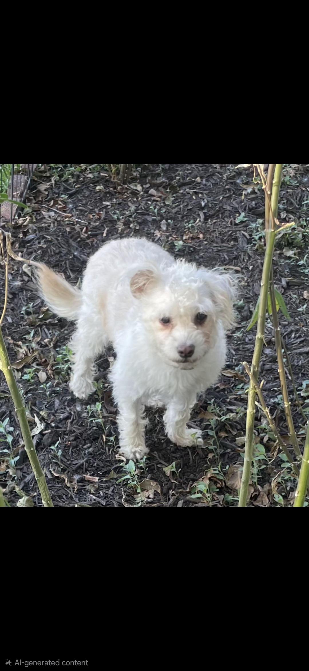 Enlarge Poshan SL13940-Thw, a Adoptable mixed breed in Salem, OR image 6/6