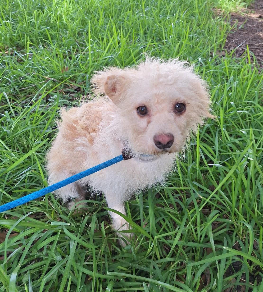 Enlarge Poshan SL13940-Thw, a Adoptable mixed breed in Salem, OR image 3/6