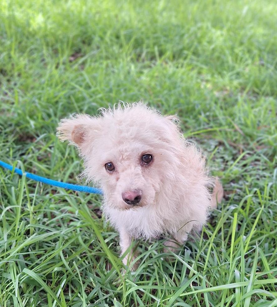 Enlarge Poshan SL13940-Thw, a Adoptable mixed breed in Salem, OR image 5/6