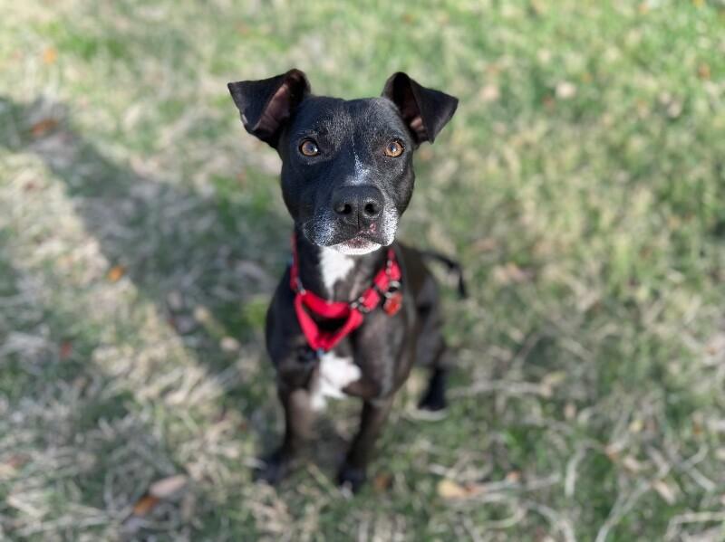 Gizmo Pint Sized Cuddle Buddy