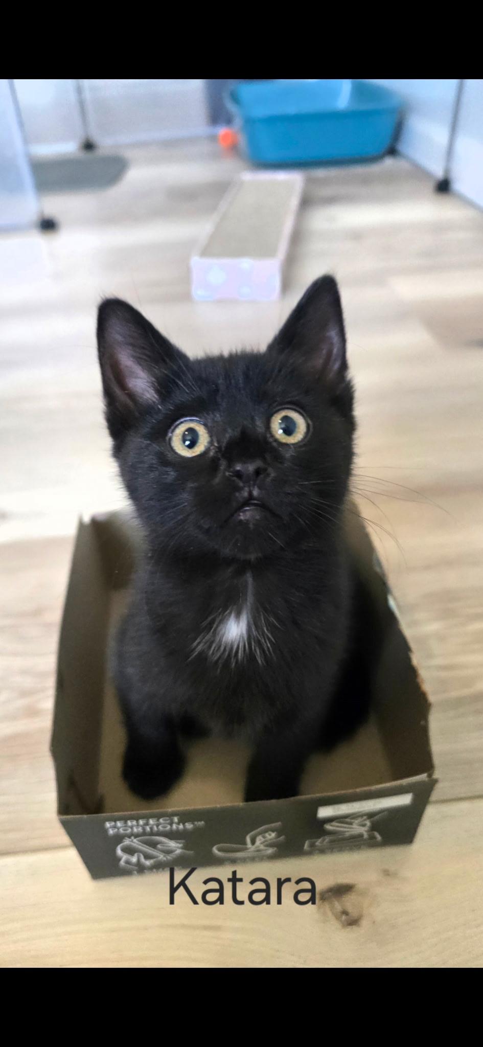 Katara, a ADOPTABLE Domestic Short Hair in Monroe, WA image 2/4