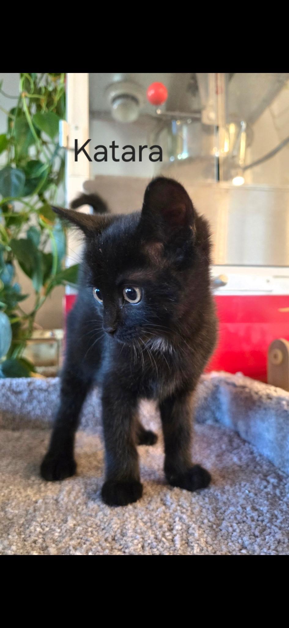 Katara, a ADOPTABLE Domestic Short Hair in Monroe, WA image 1/4