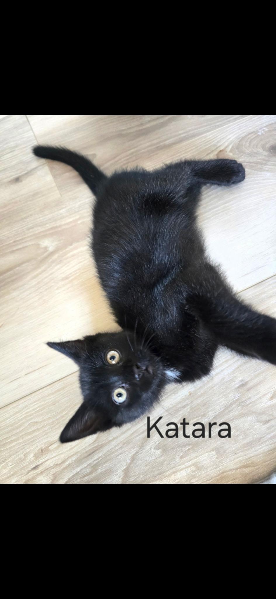 Katara, a ADOPTABLE Domestic Short Hair in Monroe, WA image 3/4