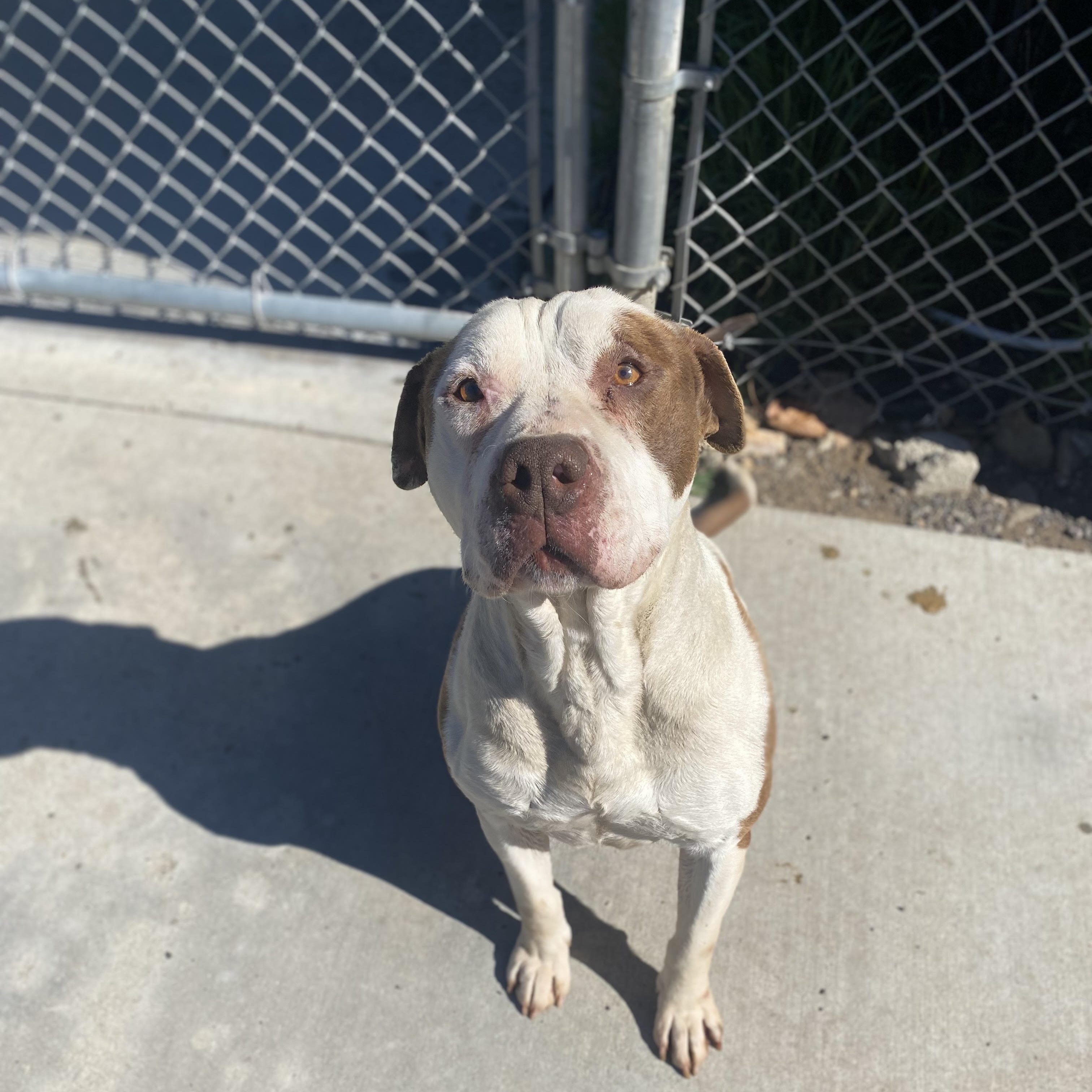 Peterbilt, Adopted, Adult Male Pit Bull Terrier & American Bulldog.